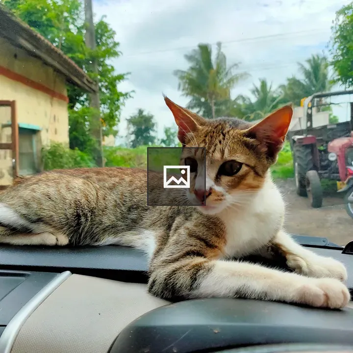 Tiny Tiger on Dashboard