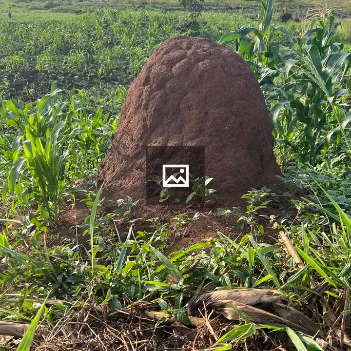 Ant hill in greenery