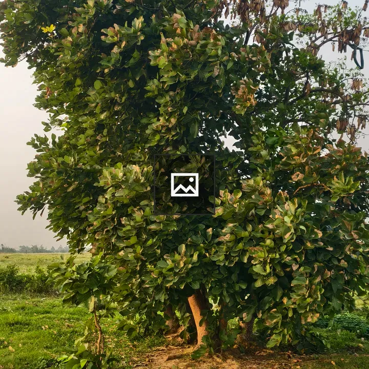 Green Tree in Grass Field