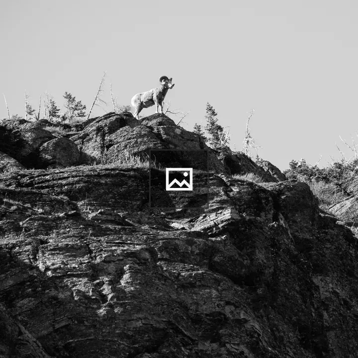 Bighorn Sheep in Black and White