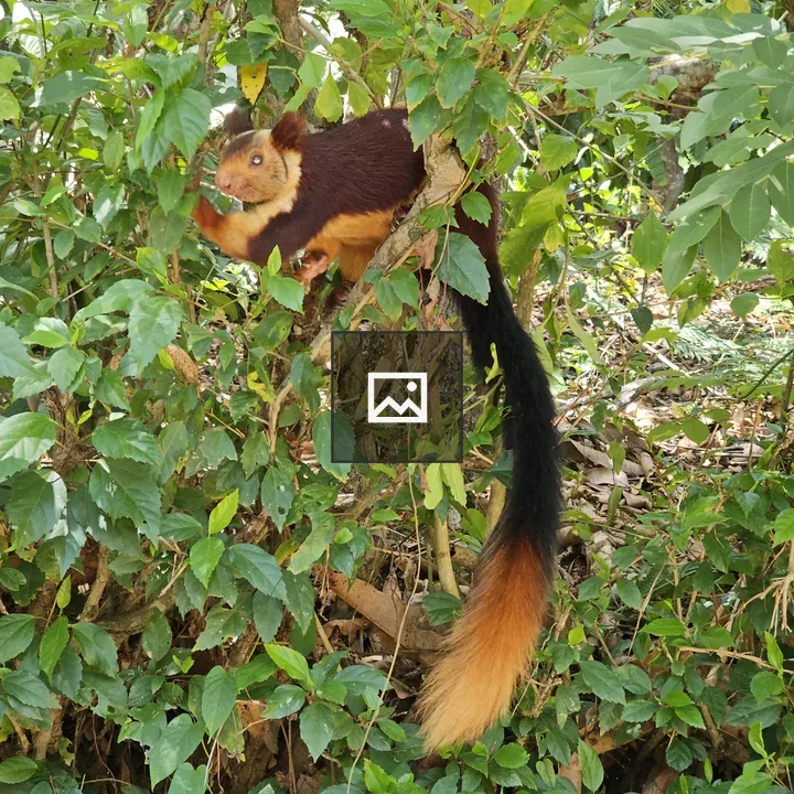 Malabar giant squirrel in tree