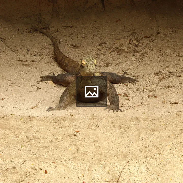 Komodo dragon at Zoo Miami