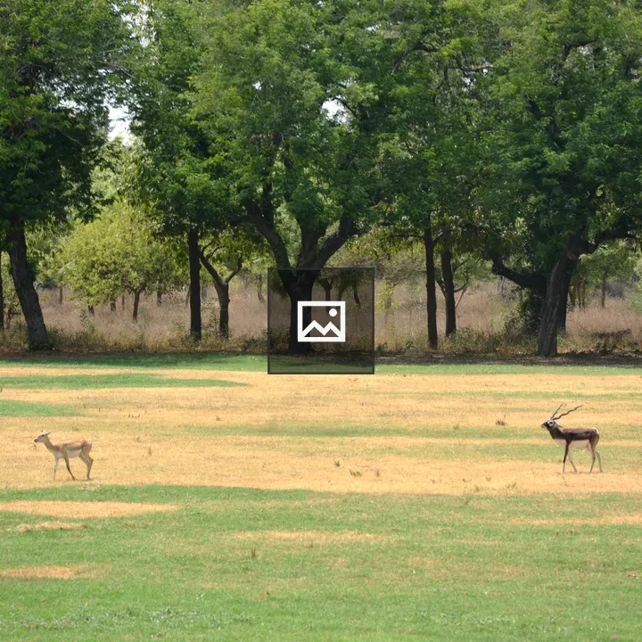 Blackbuck pair at Akbar's Tomb