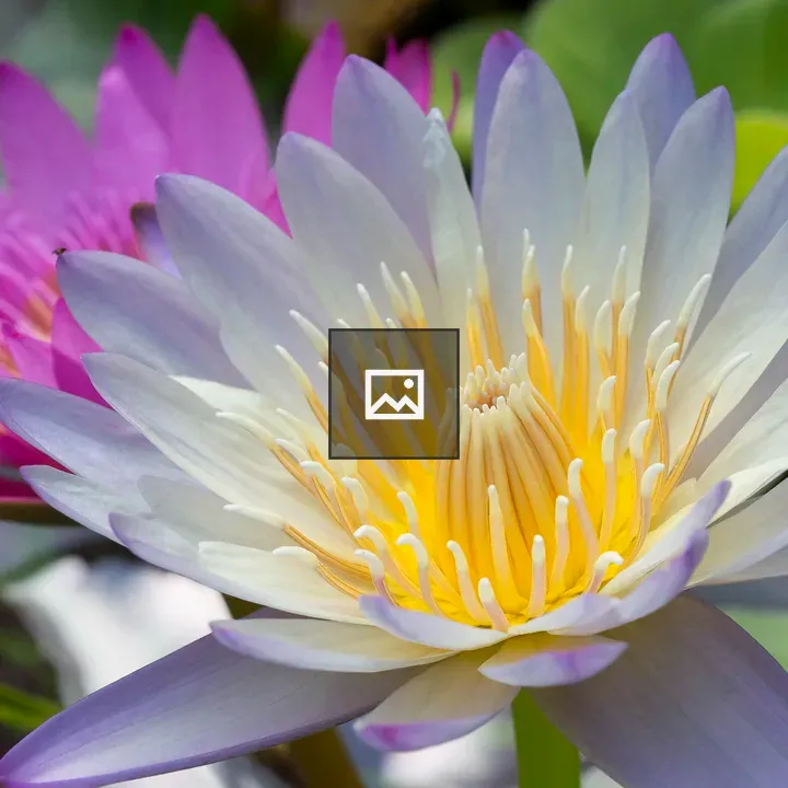 Water lilies in a pond