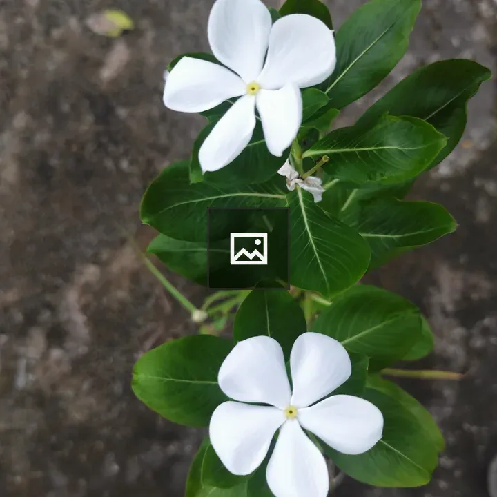 White Flower Close-Up