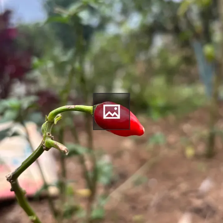 Red Chili Pepper on Green Stem
