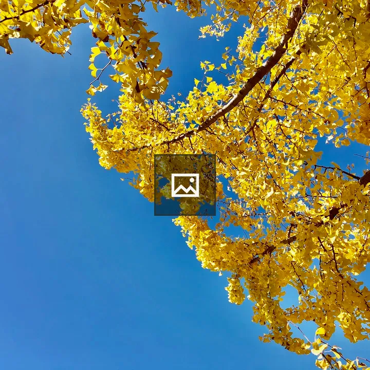 Ginkgo Tree in Osaka Suburb