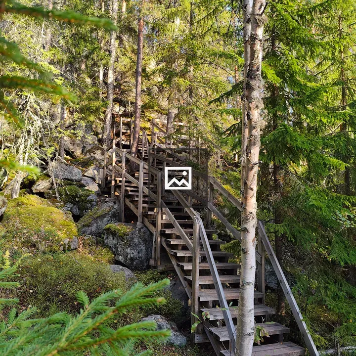 Wooden staircase in forest