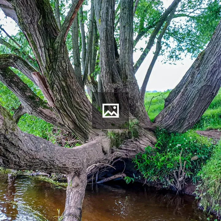 Old tree on river bank in Cheshire