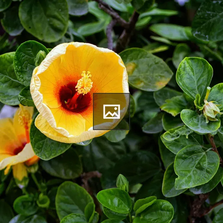 Hibiscus Flower with Red Center