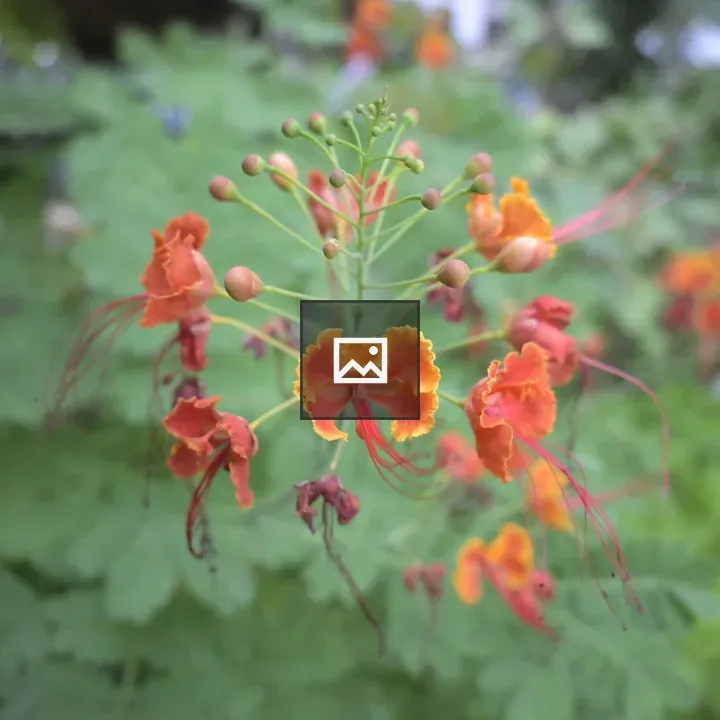 Orange flower with buds