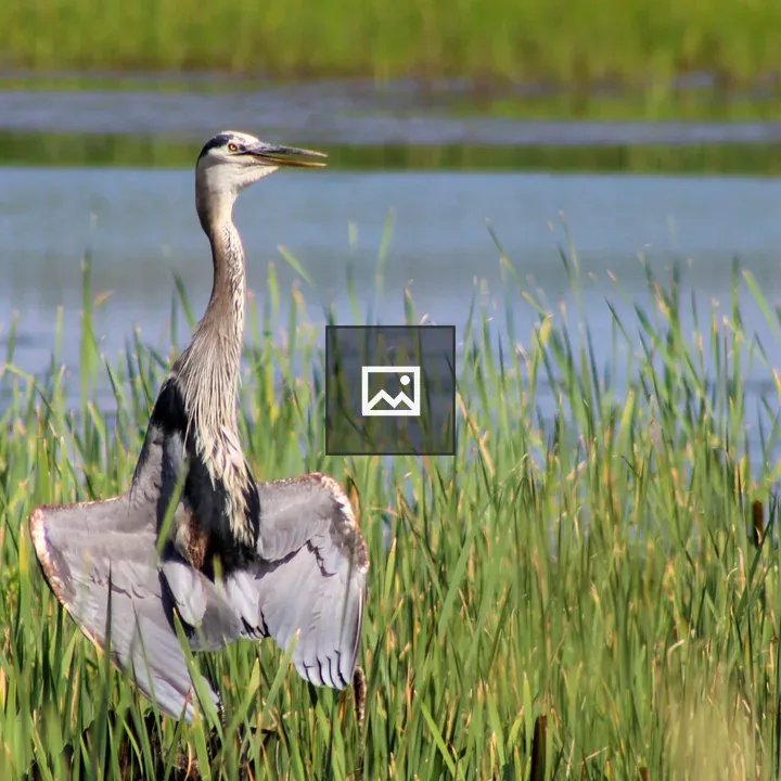 Great blue heron with wings raised
