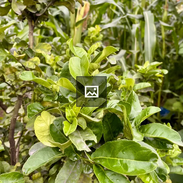 Lime leaves with water droplets
