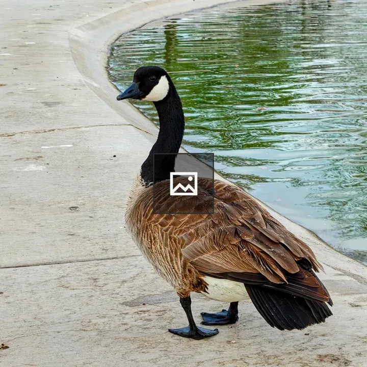 Canada goose on path by pond