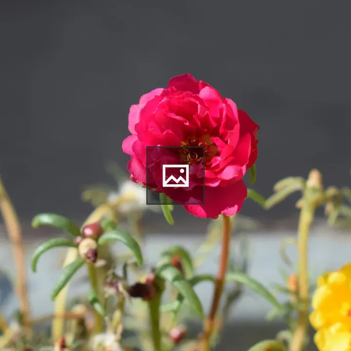 Crimson blossom flower