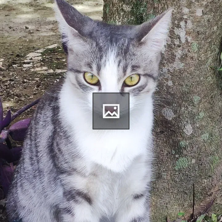 Gray and white cat in grass