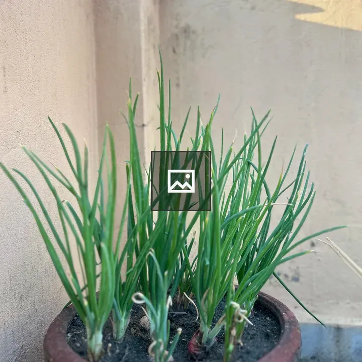 Potted green onion plants