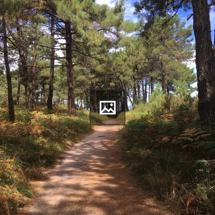 Isla de Arosa Forest Path