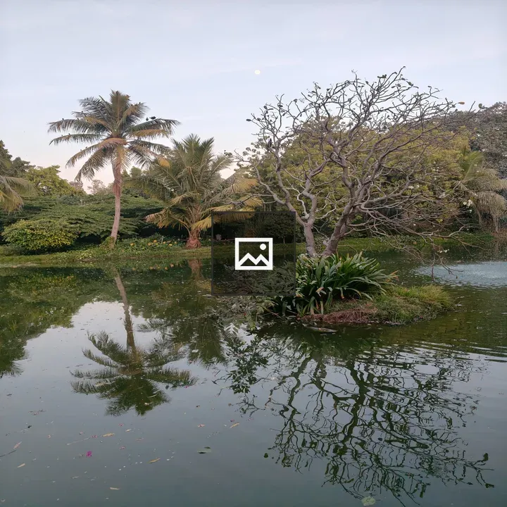 Island Tree Reflected in Pond