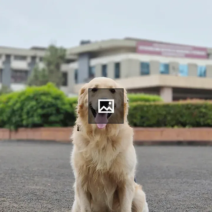 Golden Retriever on Pavement