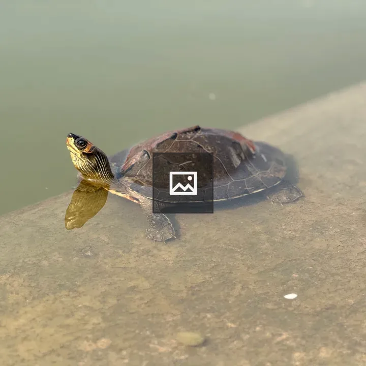 Turtle on Water Edge