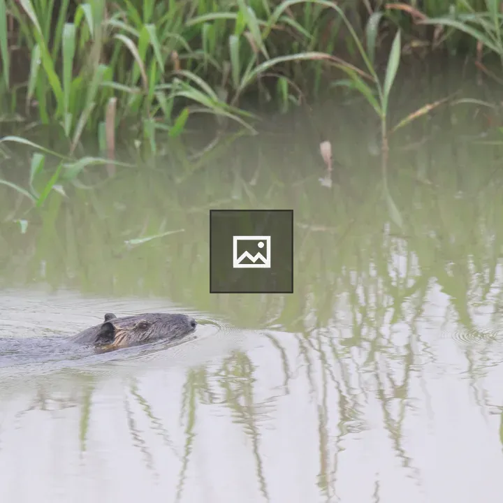 Beaver in Calm Wetland
