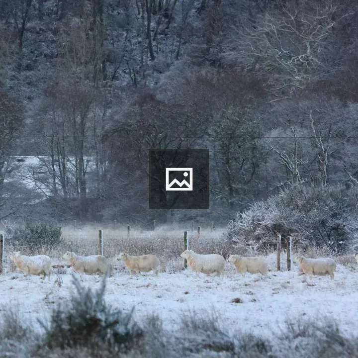 Sheep in Snowy Scottish Highlands