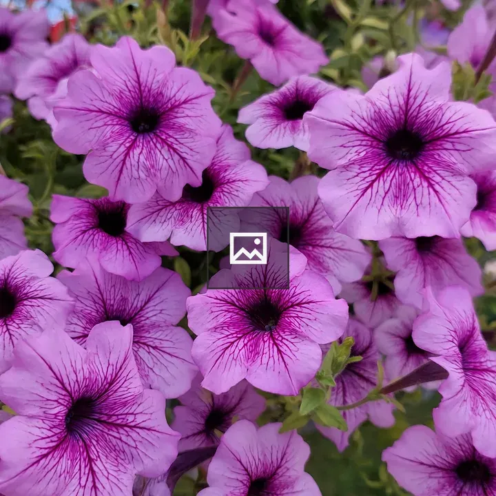 Purple Petunia Close-Up