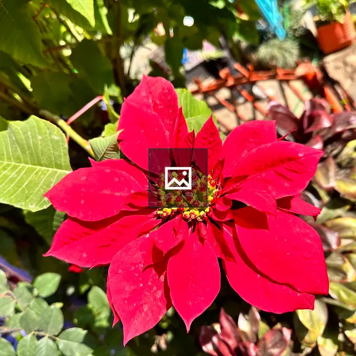 Red poinsettia in sunlight