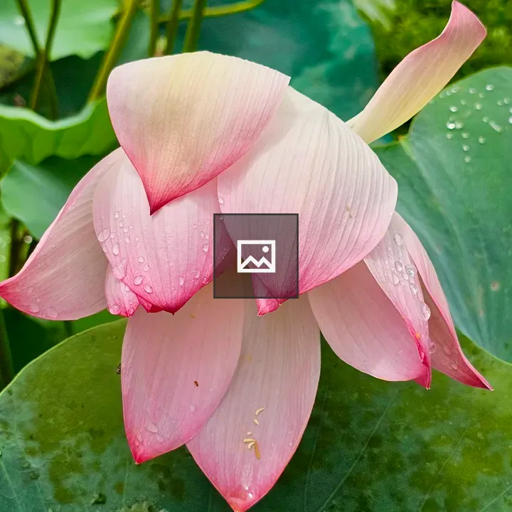 Close-up Pink Lotus Petal