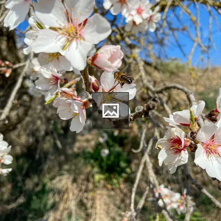 Bee on a flowering tree