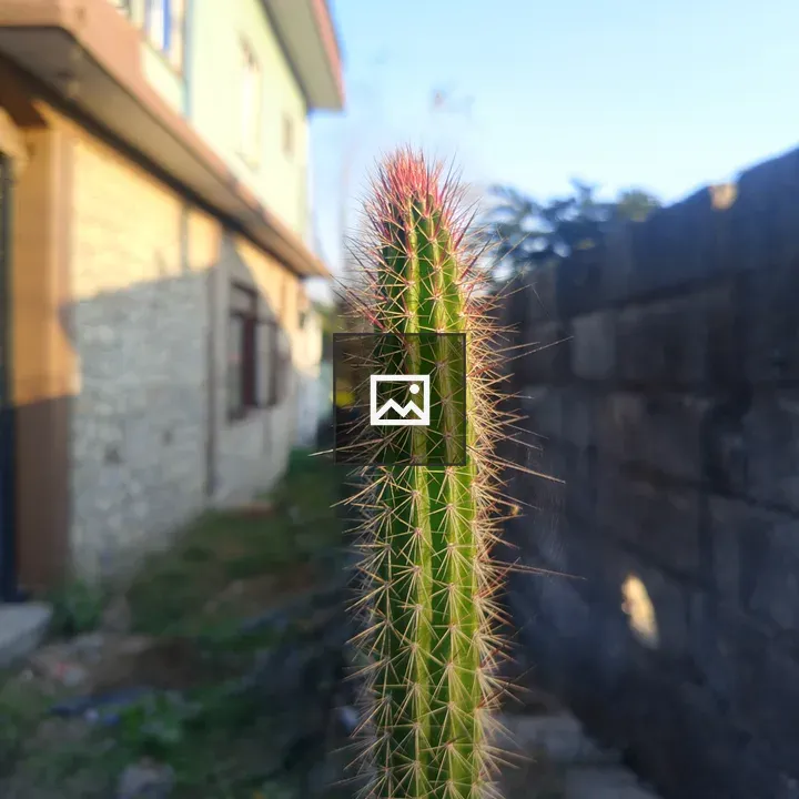 Cactus close-up with spikes