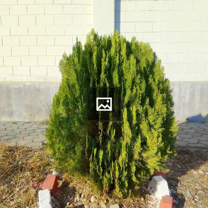 Round Green Shrub in Front of Yellow Wall
