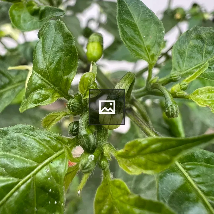 Green Chili with Leaf