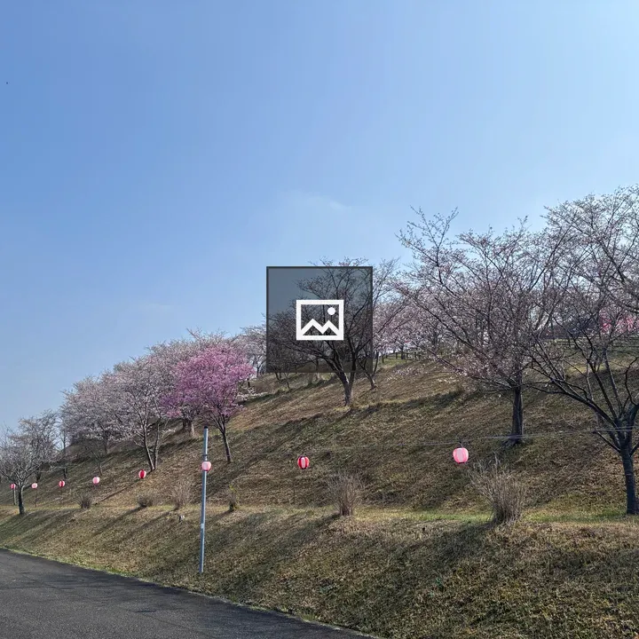 Cherry blossoms on hillside near Ichizu Lake