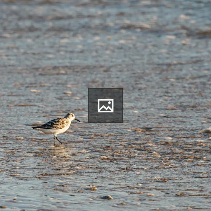 Sandpiper on Wet Sand