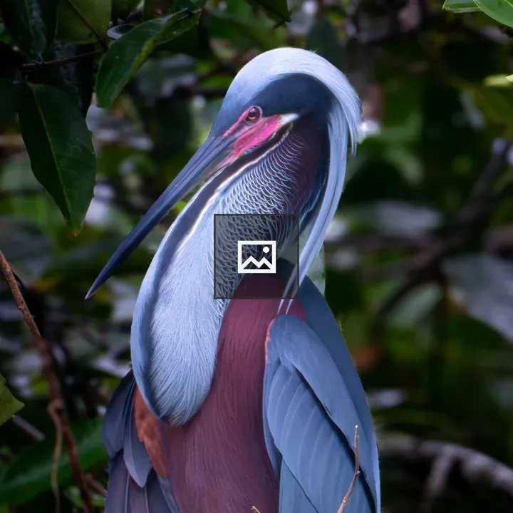 Colorful heron among foliage