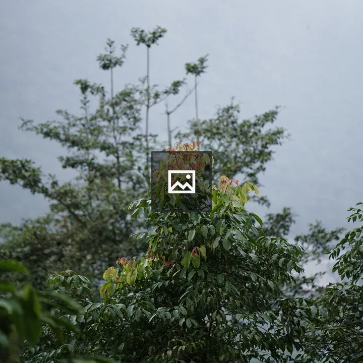Trees at WPPhotoFestival