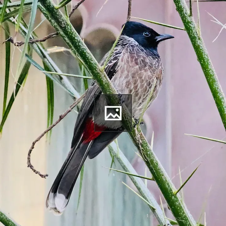 Red-vented bulbul in Rajasthan