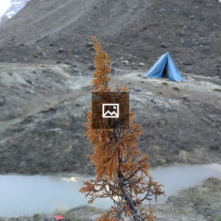 Dry orange bush with blue tent