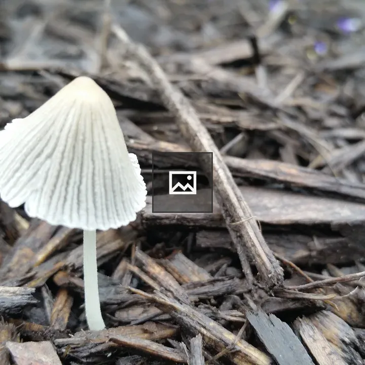 Half-opened mushroom