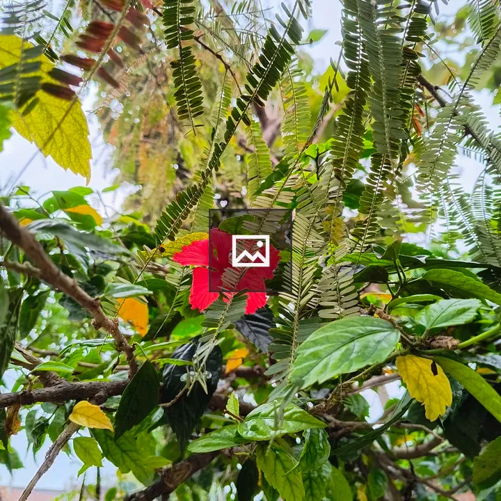Red flower blooming on tree