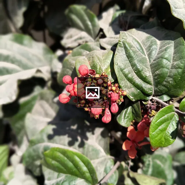 Plant with red flowers
