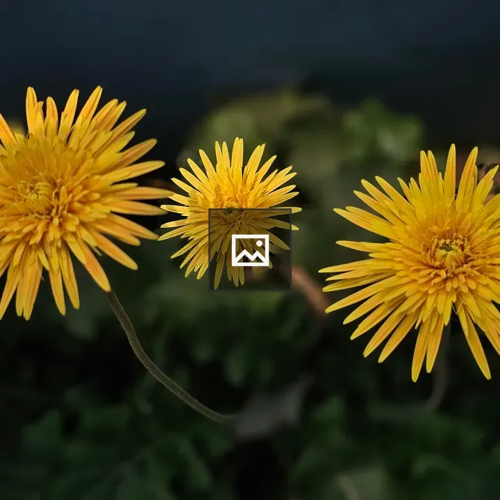 Three yellow Gerbera flowers