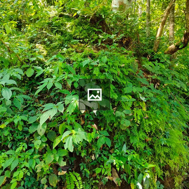 Dense green forest vegetation