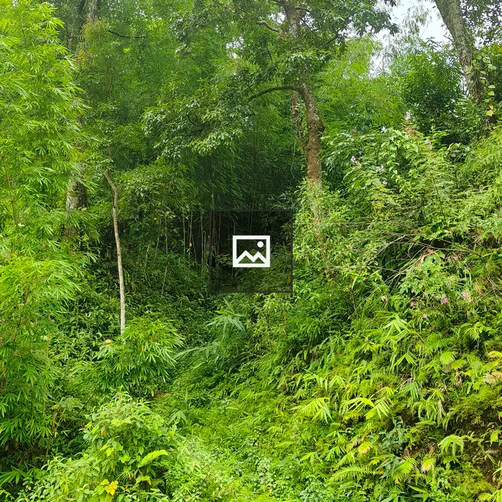 A lush forest with bamboo