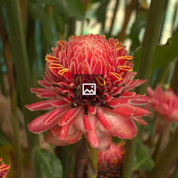 Flower photo with petals