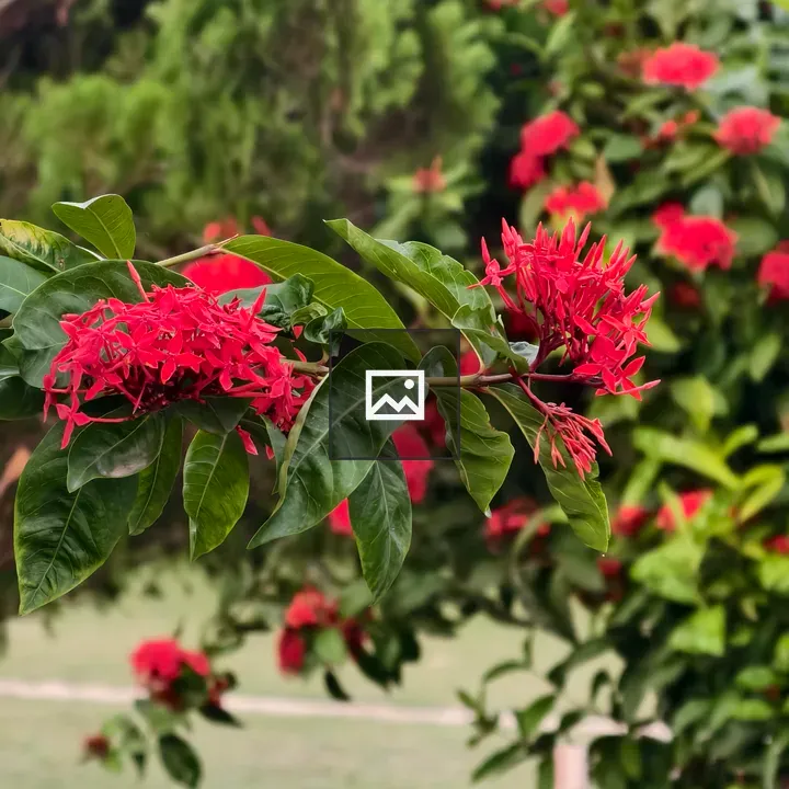Branch of Ixora with Red Flowers