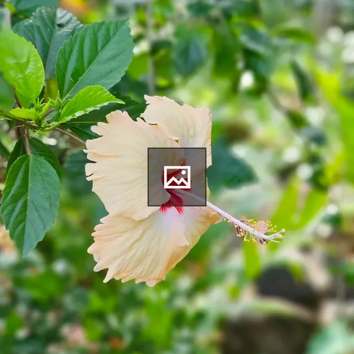 Hibiscus Bloom Sideways