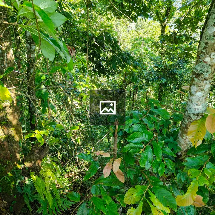 Dense tropical rainforest foliage
